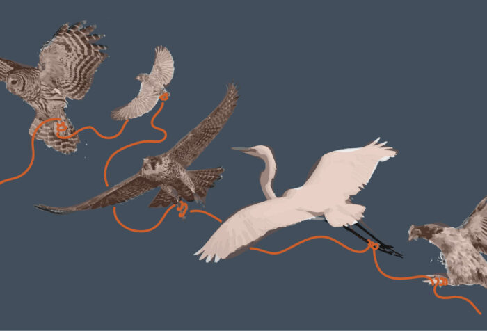A number of different irds--heron, owl, hawk, and others--fly tied together by an orange string on a blue background. The last dangling bird is a surprised-looking chicken.