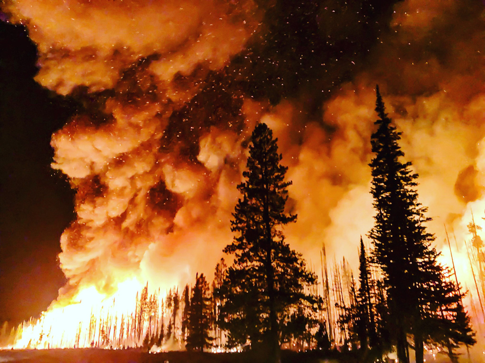 Nighttime photo of tall coniferous trees on fire. Two trees in the foreground, which don’t seem to be on fire yet, appear as black silhouettes against the orange flames of a forest on fire. Huge billows of smoke, lit up orange by the flames, rise into the night sky.