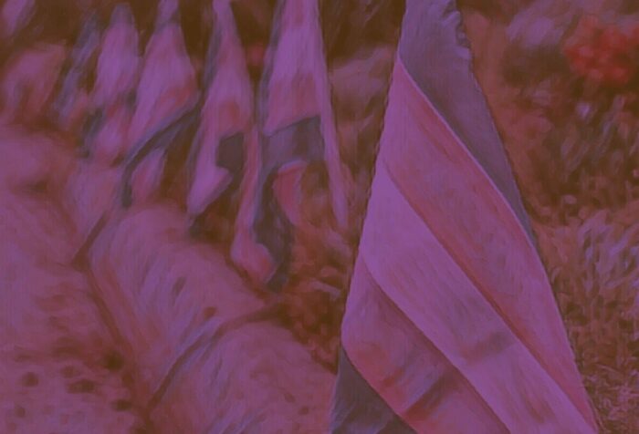 A close-up shot of a row of pride flags stuck in the grass.