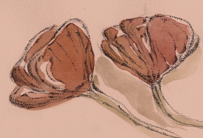 A sketch of two reddish flowers against a muted pinkish background.